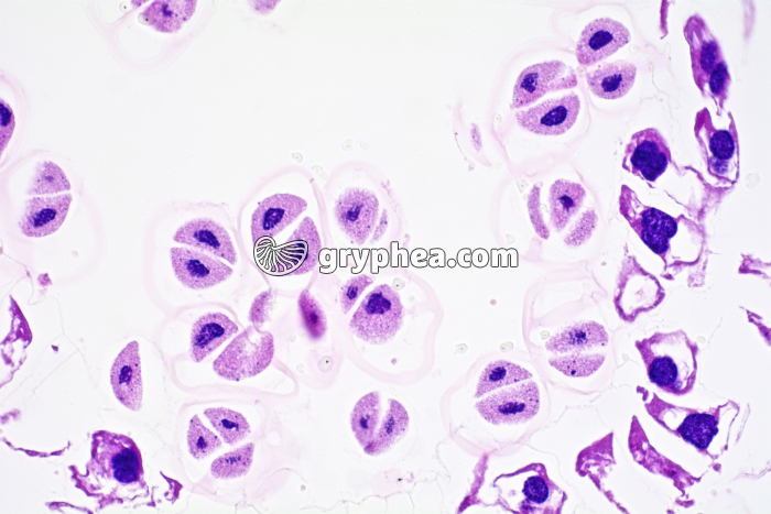 Méiose - Anthère de Lys âgée en fin de méiose x100 - gryphea.org